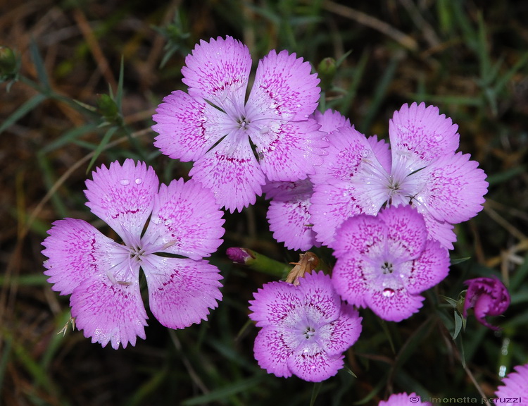 Dianthus seguieri / Garofano di Seguier